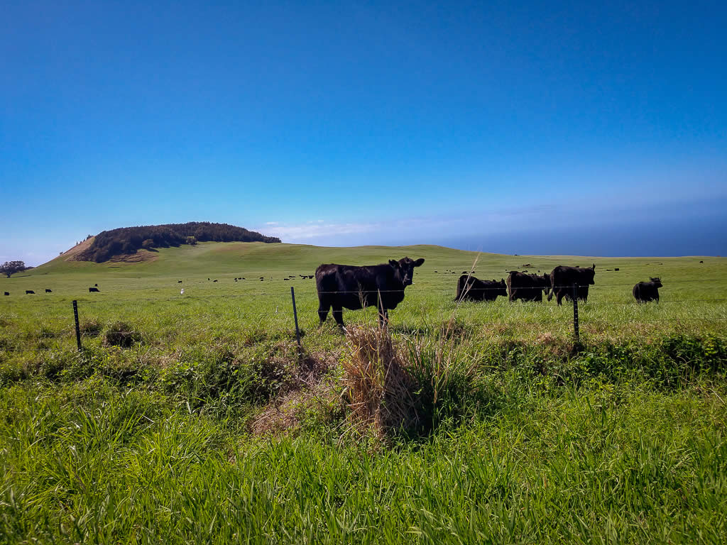 Big Island Hawaii 20190126 123248419 HDR